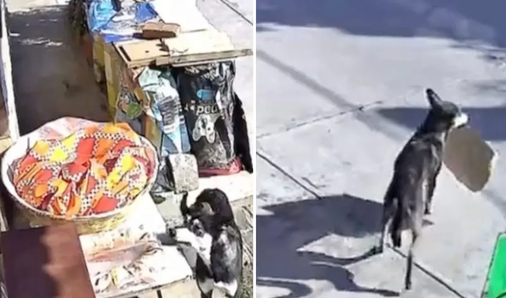 Miles de usuarios no han parado de reír con estas imágenes. Foto: composición LR/TikTok