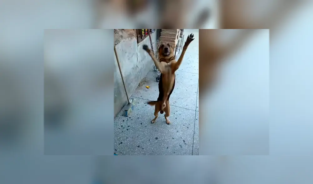 Desliza las imágenes para conocer la emotiva acción de un perro cuando su dueño regresa a casa. Desliza las imágenes para conocer la emotiva acción de un perro cuando su dueño regresa a casa.