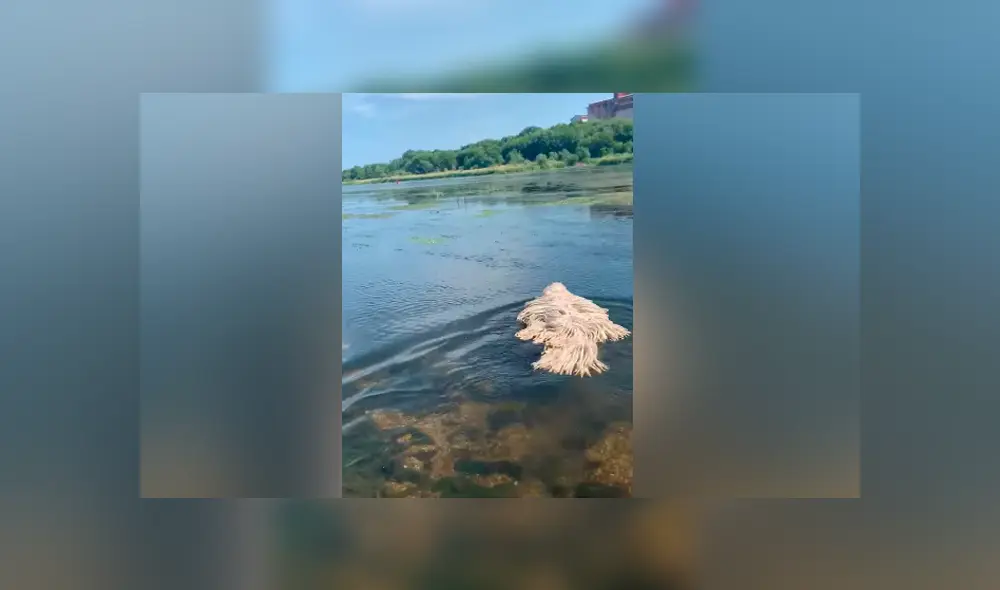 Hombre encuentra misteriosa criatura ‘acuática’, se acerca a ella y descubre algo insólito