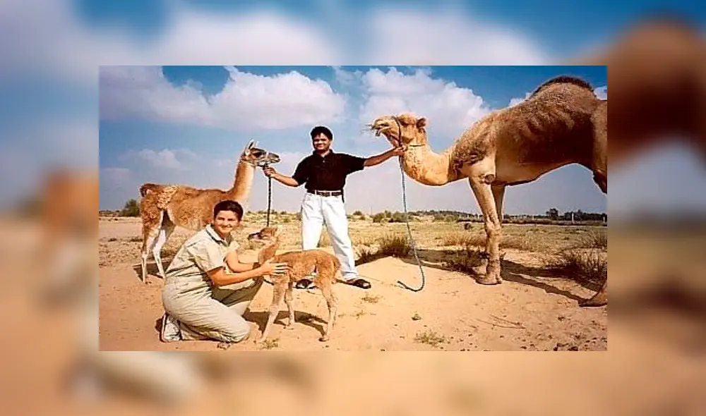 Desliza para ver el aspecto del 'Cama' que enamoró a miles en YouTube. Foto: Captura. Desliza para ver el aspecto del 'Cama' que enamoró a miles en YouTube. Foto: Captura.