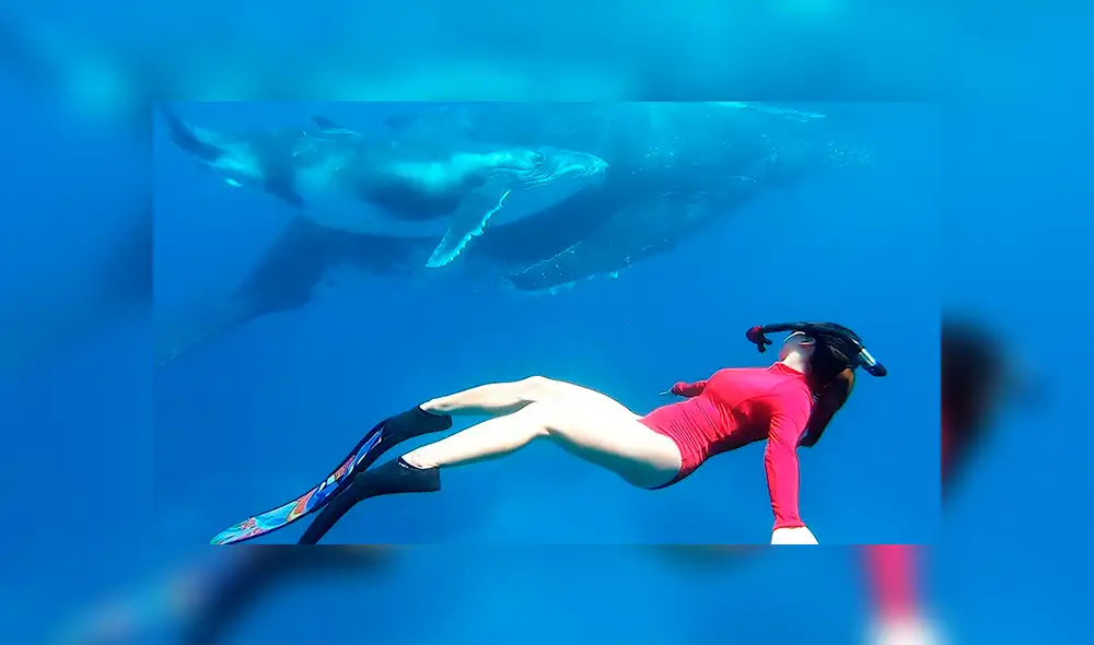 En YouTube, un sujeto captó el preciso momento que su esposa se encontró ‘cara a cara’ con una ballena jorobada. En YouTube, un sujeto captó el preciso momento que su esposa se encontró ‘cara a cara’ con una ballena jorobada.