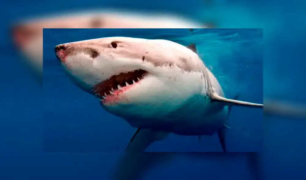 El buzo se defendió con una pica para espantar al enorme tiburón blanco que lo acechaba. ¿Logró salir vivo? Foto: captura El buzo se defendió con una pica para espantar al enorme tiburón blanco que lo acechaba. ¿Logró salir vivo? Foto: captura