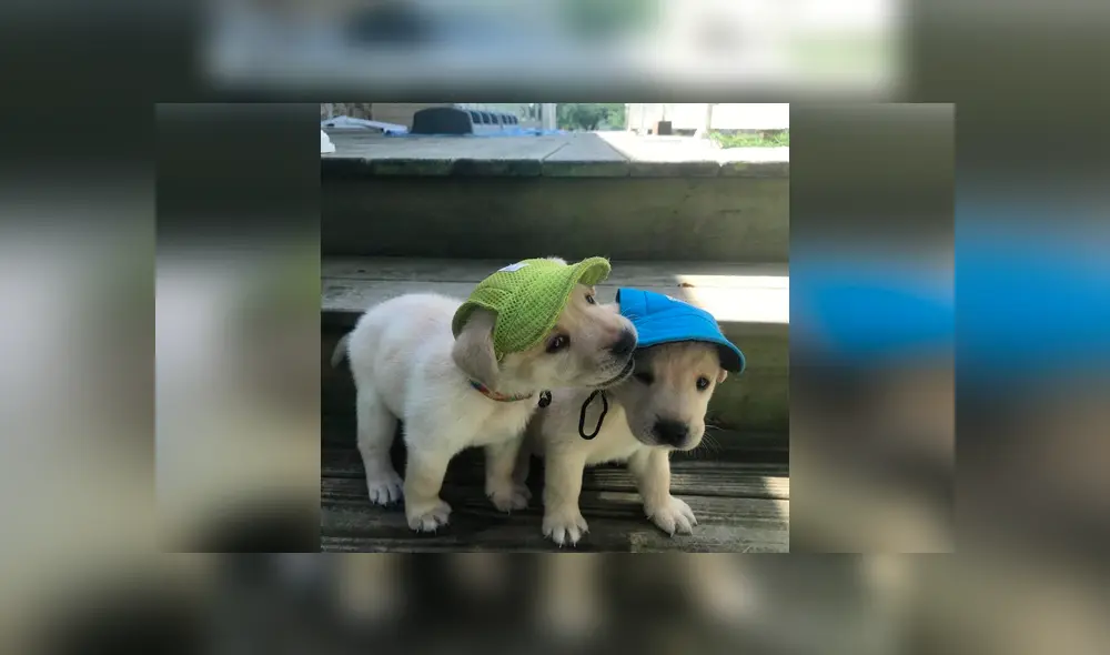 Desliza las imágenes hacia la izquierda para apreciar la travesura de un cachorro al estropear los planes de su dueño. Foto: Captura. Desliza las imágenes hacia la izquierda para apreciar la travesura de un cachorro al estropear los planes de su dueño. Foto: Captura.