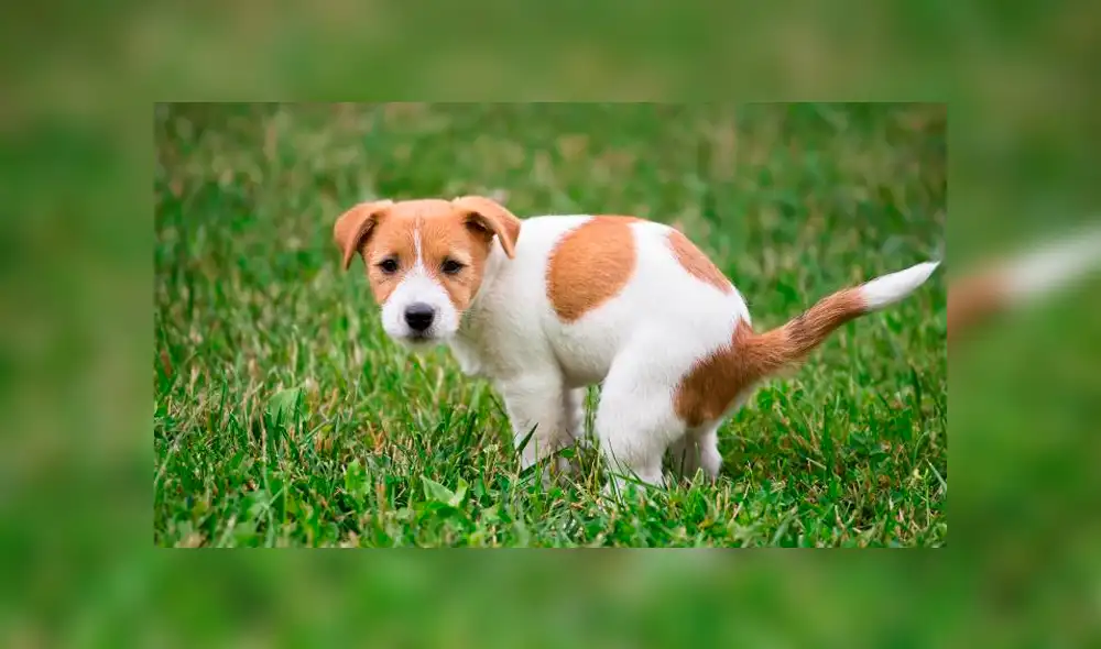 Desliza para saber los detalles de este video viral publicado en YouTube. Foto: Captura.