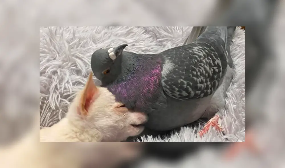 Desliza para ver las adorables fotos del perro y la paloma que tocaron el corazón de miles en YouTube. Foto: The Mia Foundation.