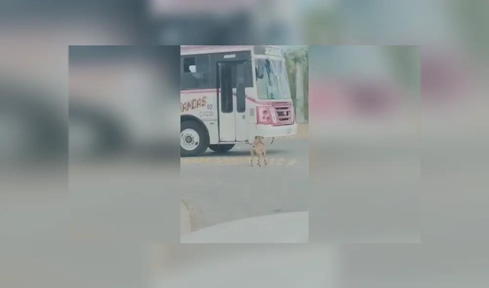 Desliza las imágenes para apreciar el singular truco que realizó una joven para bajar a su perro de un vehículo. Desliza las imágenes para apreciar el singular truco que realizó una joven para bajar a su perro de un vehículo.