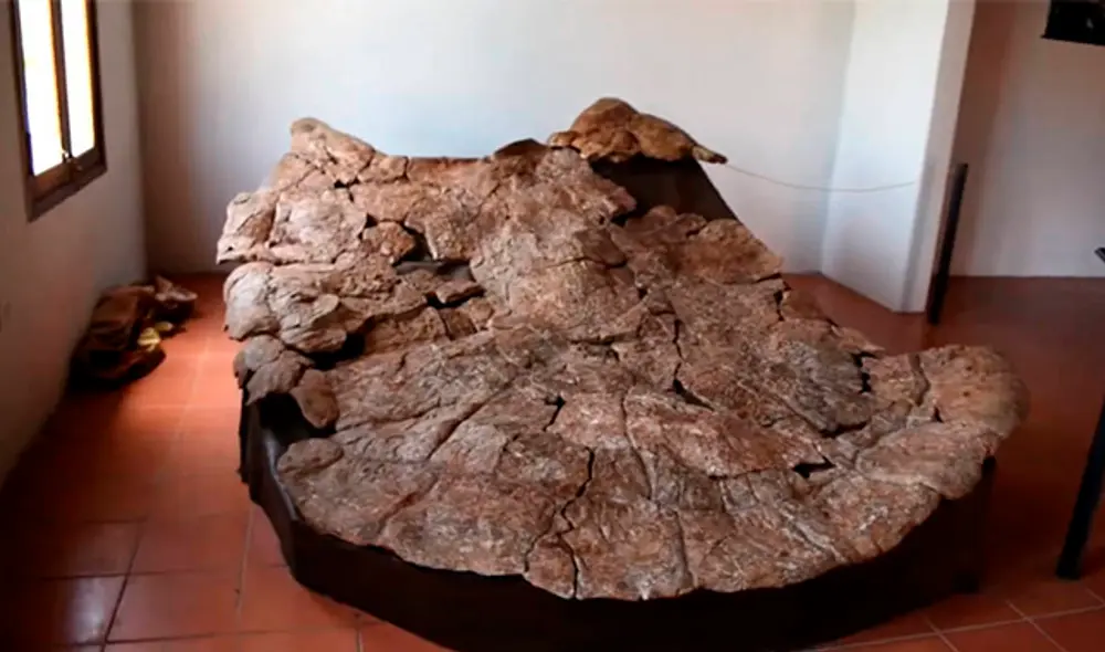 La tortuga Stupendemys tenía un caparazón que podía llegar hasta los tres metros de longitud. (Captura: YouTube) La tortuga Stupendemys tenía un caparazón que podía llegar hasta los tres metros de longitud. (Captura: YouTube)