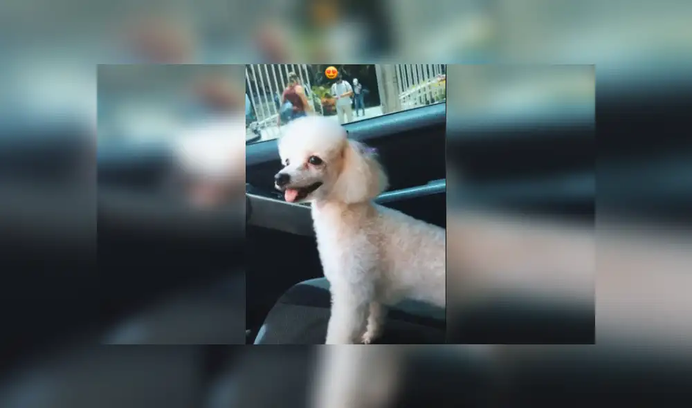 Desliza hacia la izquierda para ver más imágenes de esta adorable perrita que conmovió las redes sociales. (Foto: captura / TikTok)