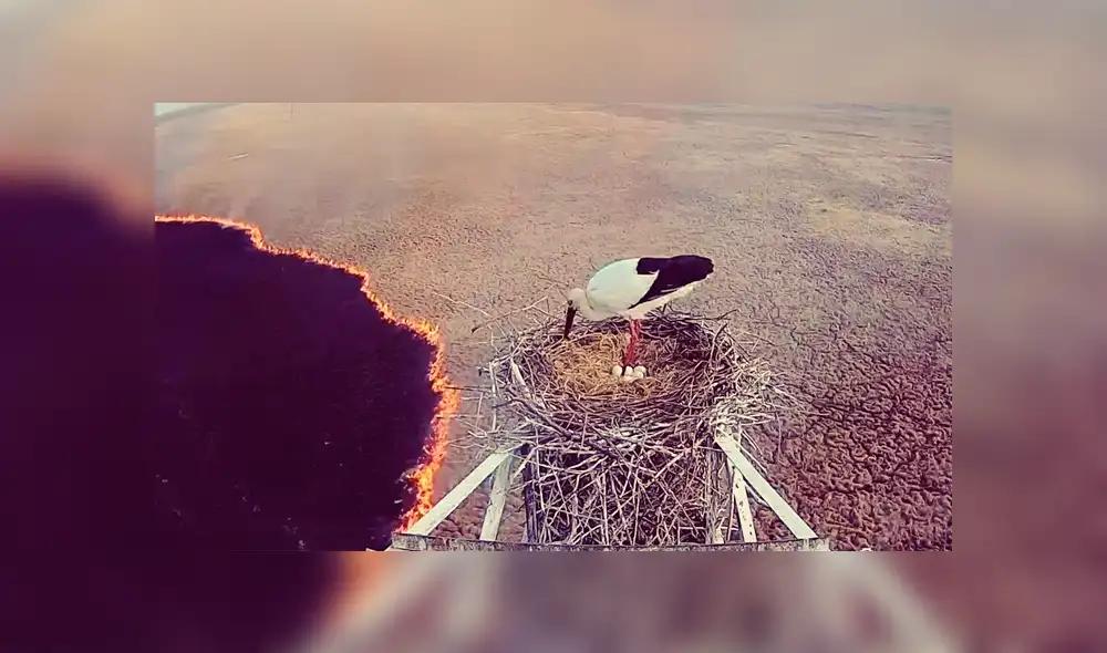 Youtube viral: Cigüeña se rehúsa a abandonar nido de sus crías pese a abrazador incendio [VIDEO]