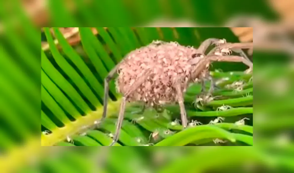 Un video viral de Facebook registró el momento en que una araña lobo cargaba a cientos de sus bebés sobre su lomo.