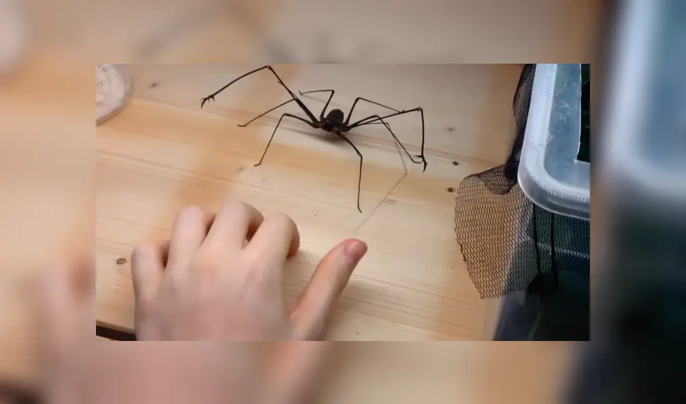 YouTube viral: joven se topa con extraña criatura arácnida, intenta tocarla y esta tiene increíble reacción YouTube viral: joven se topa con extraña criatura arácnida, intenta tocarla y esta tiene increíble reacción