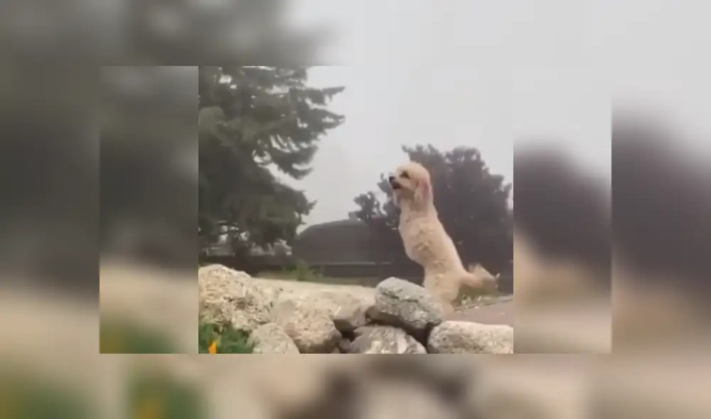 Desliza las imágenes para conocer más sobre este cachorro que se ha robado el corazón de todos en Facebook. Desliza las imágenes para conocer más sobre este cachorro que se ha robado el corazón de todos en Facebook.