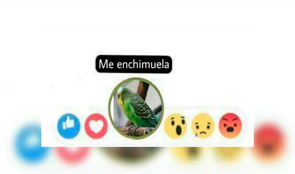 Vía Facebook: divierte con la mejor selección de memes de 'Adiós Chimuelo', el video del momento [FOTOS]