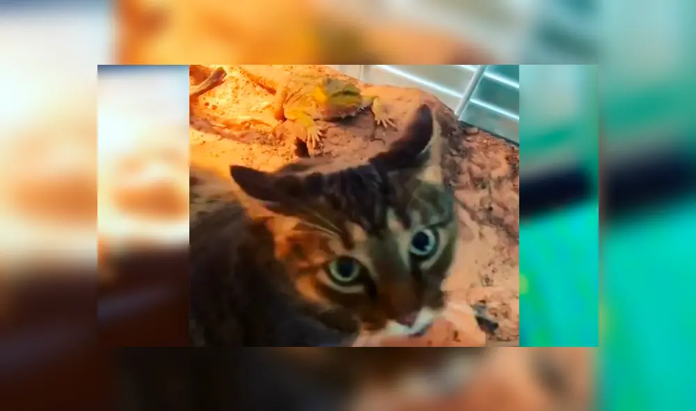 Desliza las imágenes para observar la terrible acción que realizó un gato cuando su dueña lo dejó solo en casa.