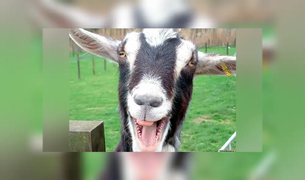 Facebook viral: Gato escucha raros sonido provenientes del clóset y cuando se acerca descubre algo curioso [VIDEO]  