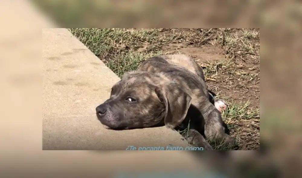 Desliza hacia la izquierda para ver las imágenes del viral de Facebook. Foto: Captura. Desliza hacia la izquierda para ver las imágenes del viral de Facebook. Foto: Captura.