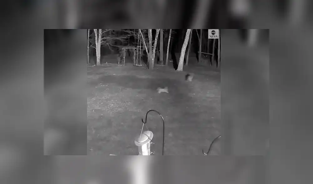 Desliza las imágenes para observar el momento que un coyote ‘arrebata’ a un perro tras invadir su hogar. Desliza las imágenes para observar el momento que un coyote ‘arrebata’ a un perro tras invadir su hogar.