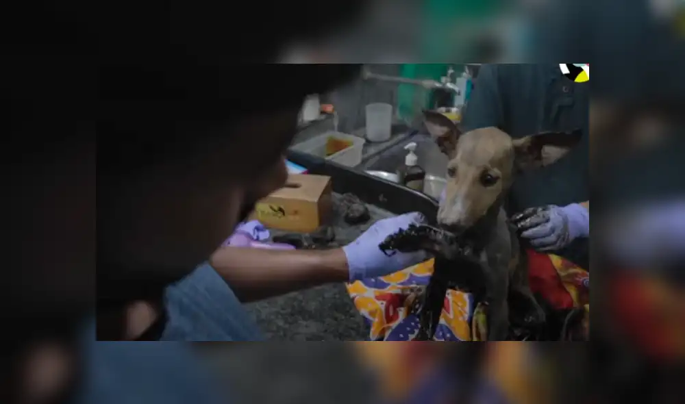 Desliza hacia la izquierda para ver las imágenes del viral de YouTube.