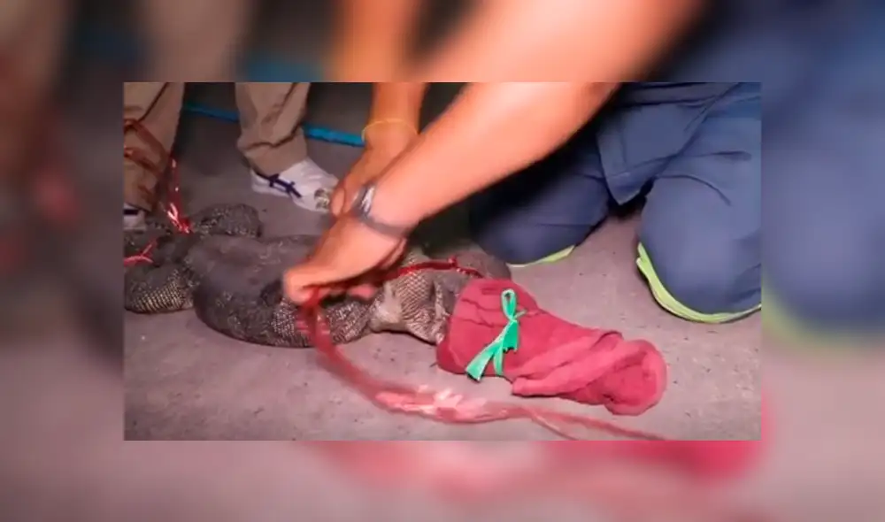 YouTube viral: Anciana descubre misteriosa criatura ingresando a su tienda [VIDEO]