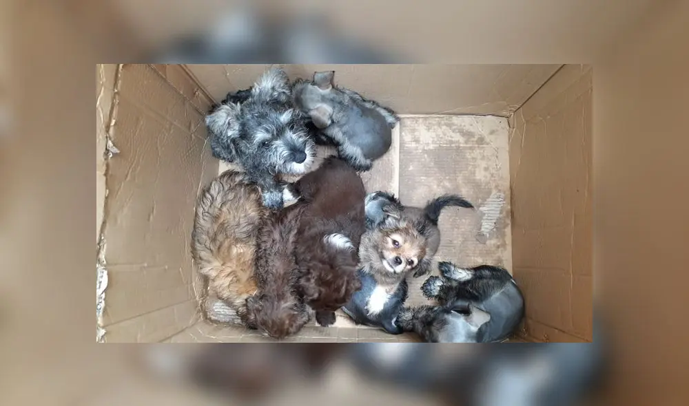 Los locales fueron clausurados por mantener a los animales en condiciones insalubres.