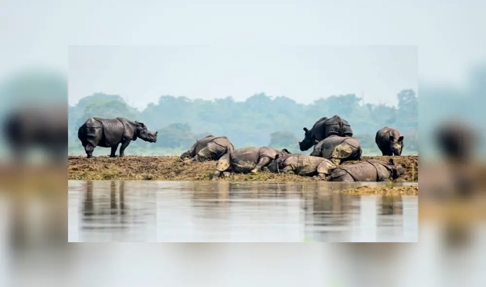 rinocerontes mueren ahogados rinocerontes mueren ahogados