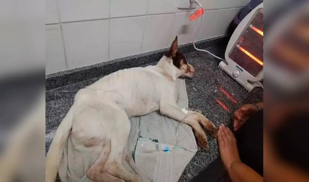 Desliza las imágenes para ver el cambio rotundo de Chopp tras ser adoptado por una familia. Foto: Facebook