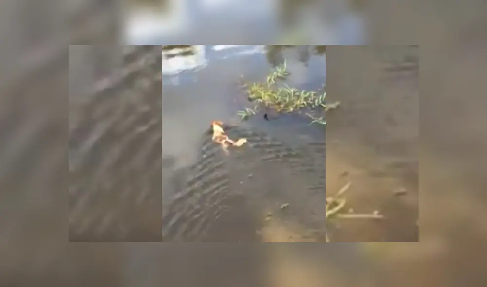 Desliza hacia la izquierda para ver más del video viral. Fotocaptura: Facebook Desliza hacia la izquierda para ver más del video viral. Fotocaptura: Facebook