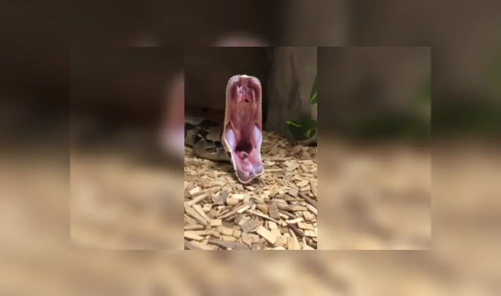 Desliza las imágenes para ver más sobre esta increíble escena. (Foto: captura / YouTube)