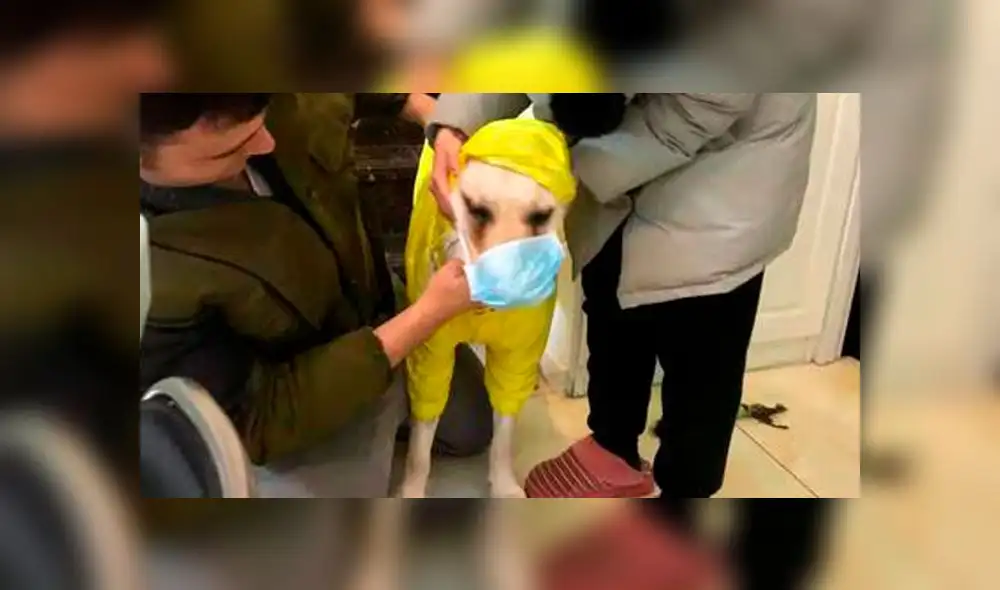 China: colocan mascarillas a perros para protegerlos del coronavirus [FOTOS]