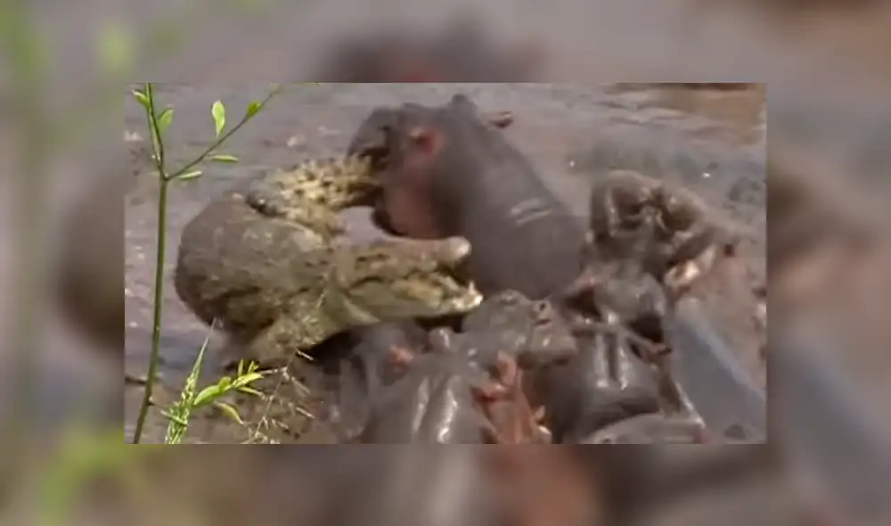 YouTube viral: 30 hipopótamos atacan a cocodrilo que minutos antes los quiso devorar [VIDEO]