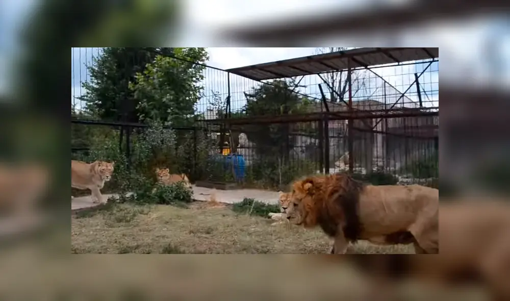 Leona enfurece con turistas al despertar bruscamente.