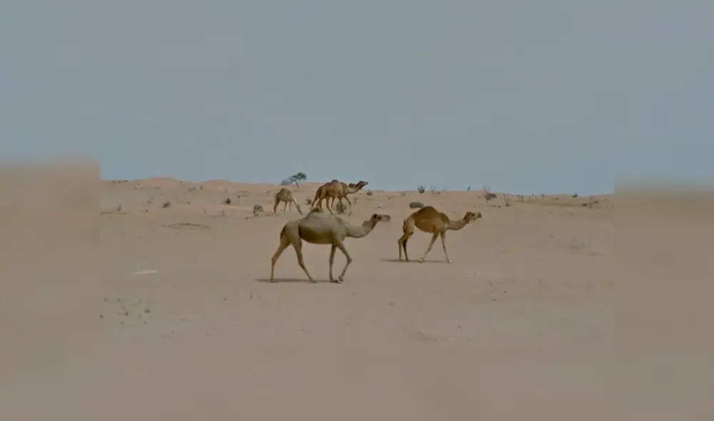 Desliza para ver las imágenes captadas por Google Maps cuando un joven realizaba un recorrido por el desierto.