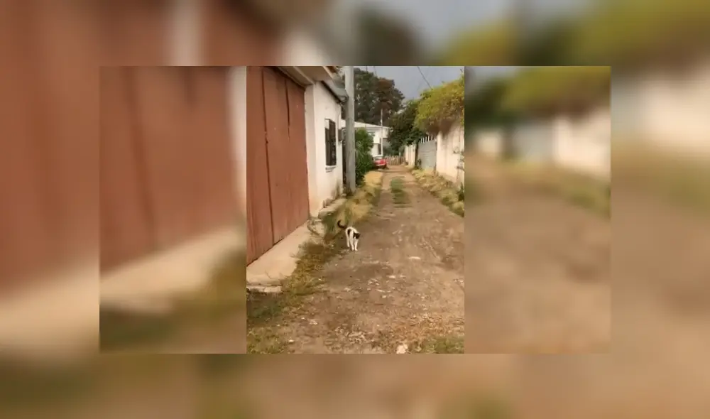 Desliza las imágenes para apreciar el conmovedor comportamiento de un gato callejero al ver a una joven. Fotocaptura: Facebook.