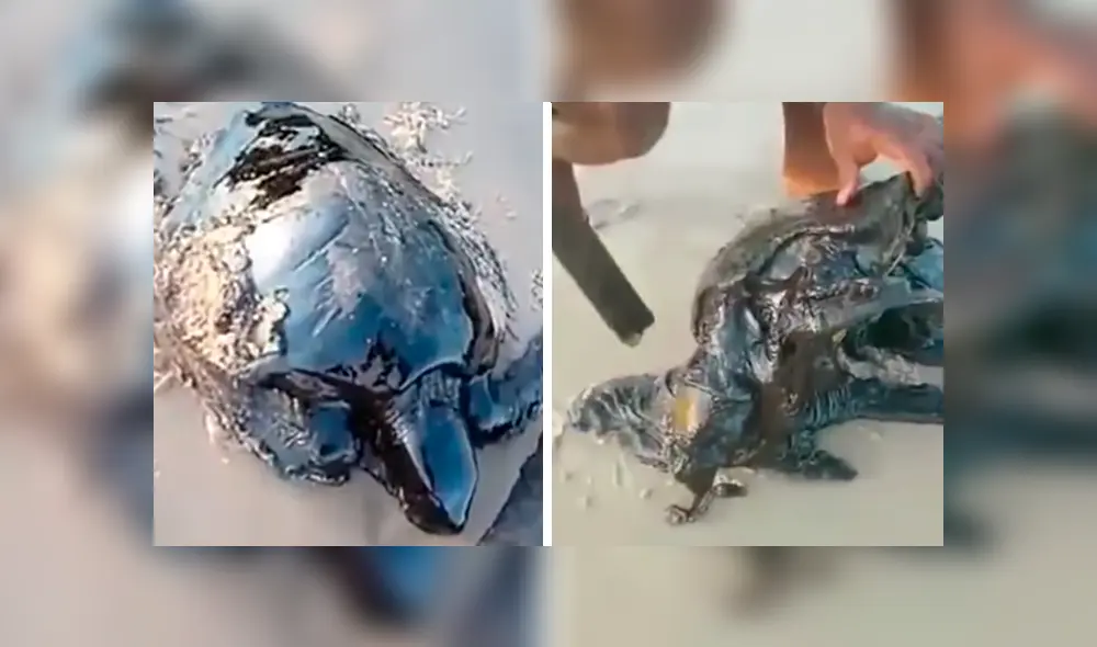 En YouTube, unos hombres caminaban por la playa y encontraron a unas indefensas tortugas que estaban llenas de petróleo.