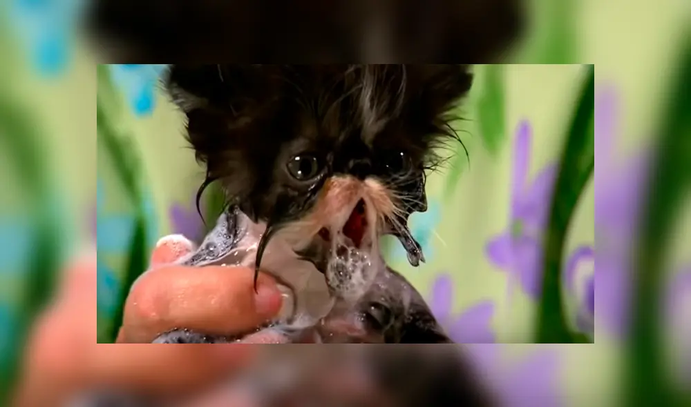 Desliza hacia la izquierda para ver las imágenes del viral de YouTube que revela por qué lo felinos le temen al agua. Desliza hacia la izquierda para ver las imágenes del viral de YouTube que revela por qué lo felinos le temen al agua.