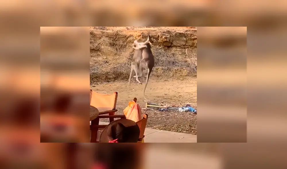 Video es viral en Facebook. La peculiar forma en que los marsupiales se enfrentaron ha causado sensación en redes, donde han comparado la curiosa pelea con una batalla humana
