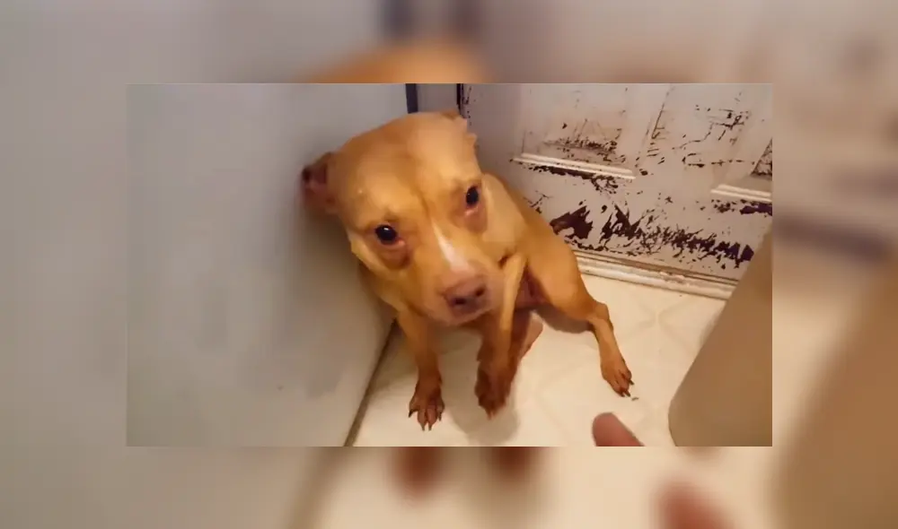 Un video muestra la emotiva reacción de un perro al ser regañado por su dueño.