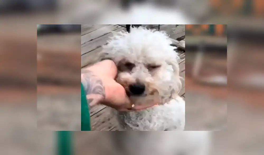 Facebook viral: perro nació sin sus patas delanteras, fue abandonado y hoy tiene un nuevo hogar [VIDEO] 