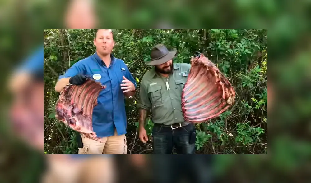 Jóvenes arrojan enormes trozos de carnes a piscina invadida de cocodrilos y sucede lo peor. Jóvenes arrojan enormes trozos de carnes a piscina invadida de cocodrilos y sucede lo peor.