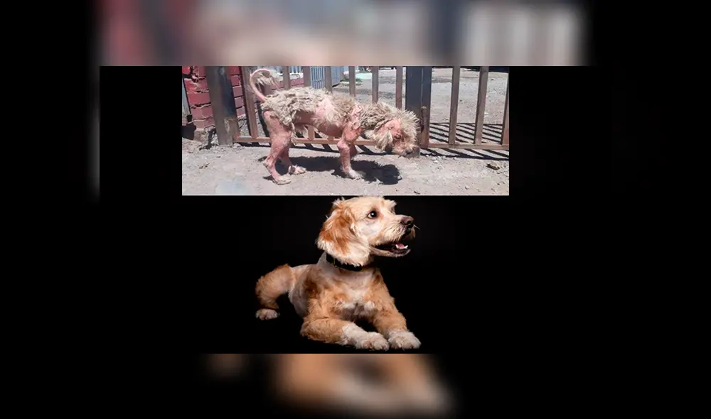 En Facebook, un rescatista fue el responsable de brindarle los cuidados al perro y tras cinco meses luce diferente. En Facebook, un rescatista fue el responsable de brindarle los cuidados al perro y tras cinco meses luce diferente.