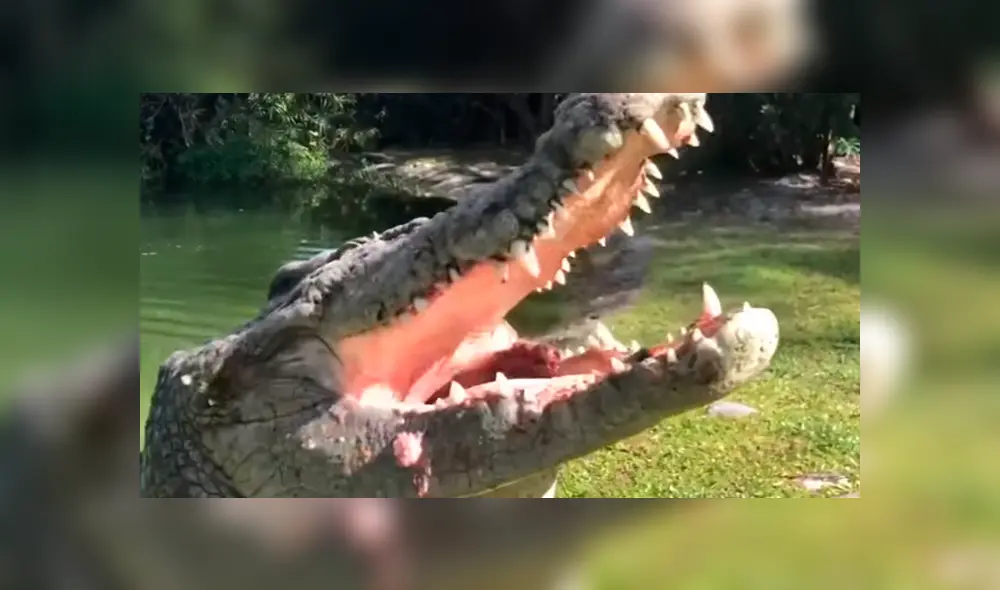 Jóvenes arrojan enormes trozos de carnes a piscina invadida de cocodrilos y sucede lo peor. Jóvenes arrojan enormes trozos de carnes a piscina invadida de cocodrilos y sucede lo peor.