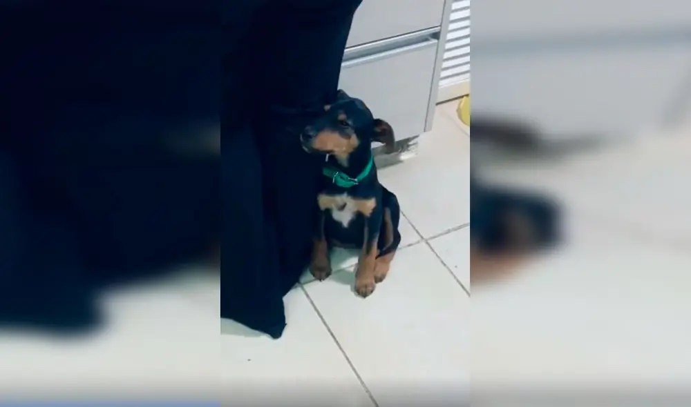 Desliza las imágenes para apreciar la conmovedora acción de un perro al no querer separarse de su dueña. Foto: Captura de Facebook
