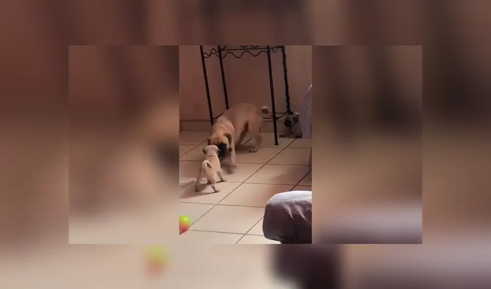 Desliza las imágenes hacia la izquierda para apreciar la cruel broma que le jugaron dos cachorros a su padre. Desliza las imágenes hacia la izquierda para apreciar la cruel broma que le jugaron dos cachorros a su padre.