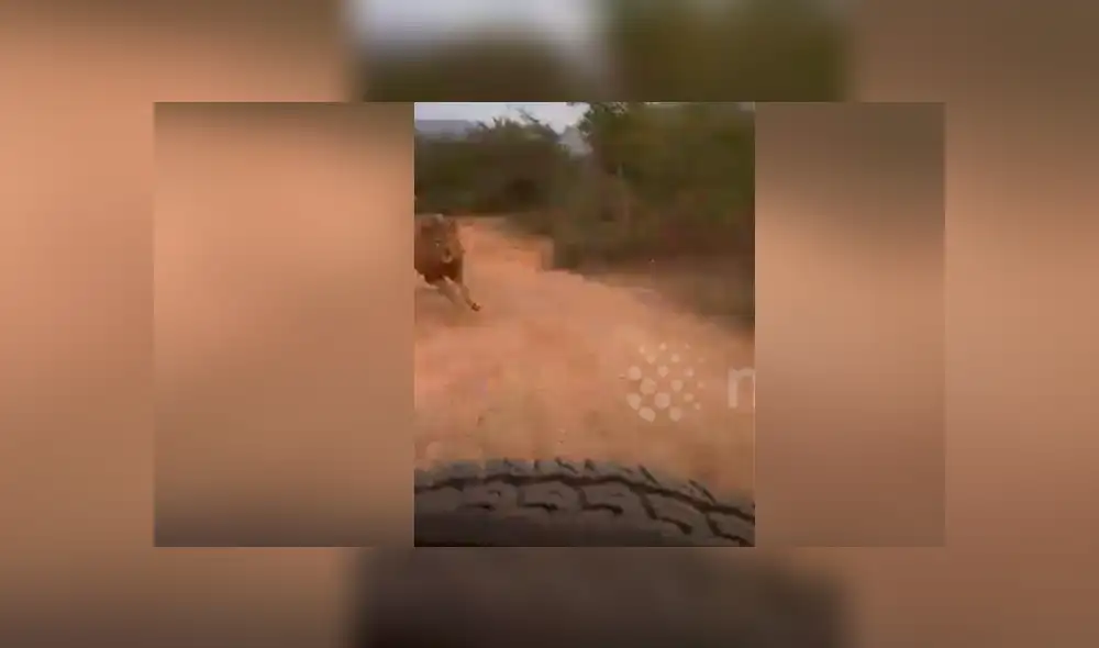 El video viral de Facebook muestra la temible reacción de un enfurecido león que atacó a un grupo de turistas. El video viral de Facebook muestra la temible reacción de un enfurecido león que atacó a un grupo de turistas.