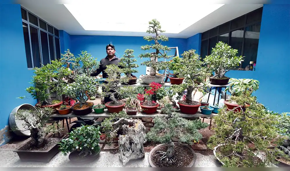 La paz en forma de un árbol enano