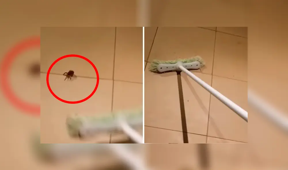 YouTube viral: encuentra araña con miles de sus crías, la mata y ocurre esto [VIDEO]