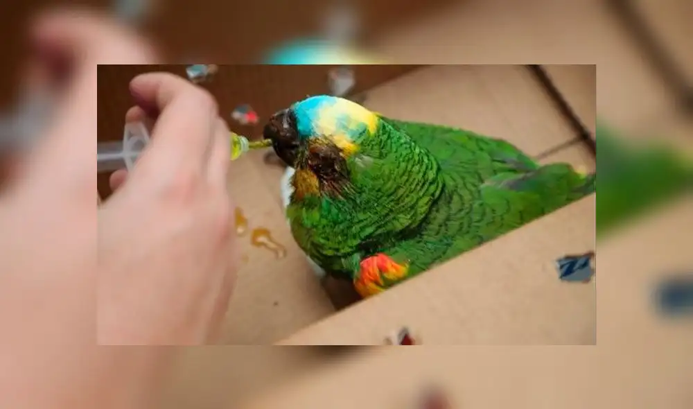 Incendios en Bolivia afectaron a 1.200 animales, entre ellos el loro José. Foto: Gobernación. Incendios en Bolivia afectaron a 1.200 animales, entre ellos el loro José. Foto: Gobernación.