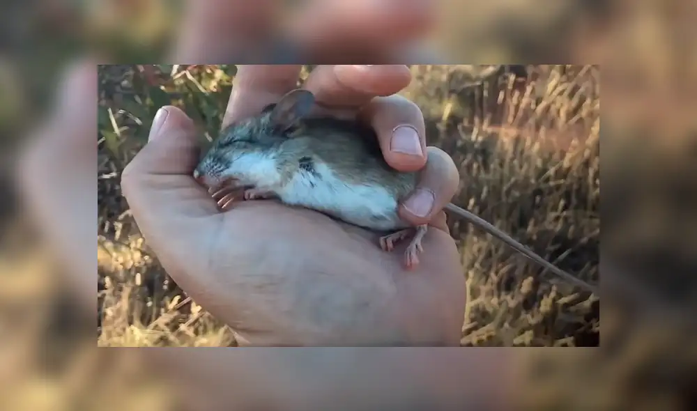 En YouTube, un chico aplicó un singular método para revivir a un pequeño ratón moribundo en el desierto. En YouTube, un chico aplicó un singular método para revivir a un pequeño ratón moribundo en el desierto.