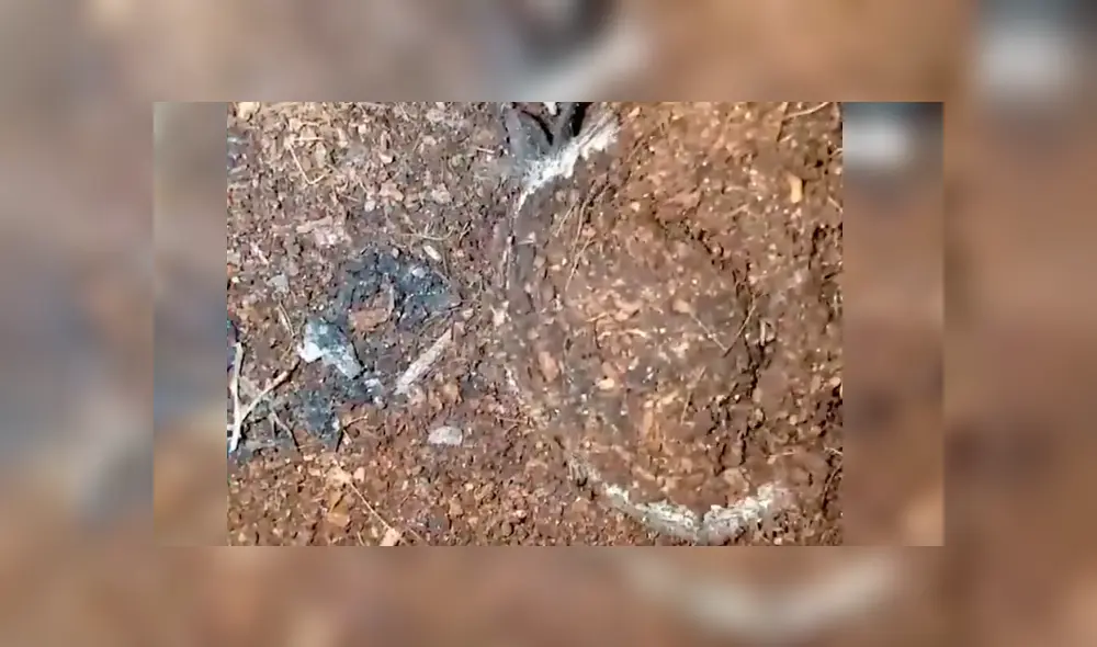 Misteriosa criatura aparece y devora a enorme grillo de un solo bocado  [VIDEO] 