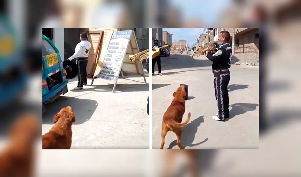Desliza las imágenes hacia la izquierda para conocer la actuación de un perro al unirse a un grupo de mariachis.